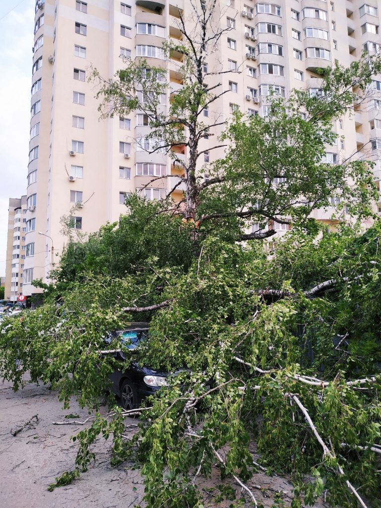 В Уфе дерево упало на машину с водителем | Муниципальное бюджетное  учреждение 